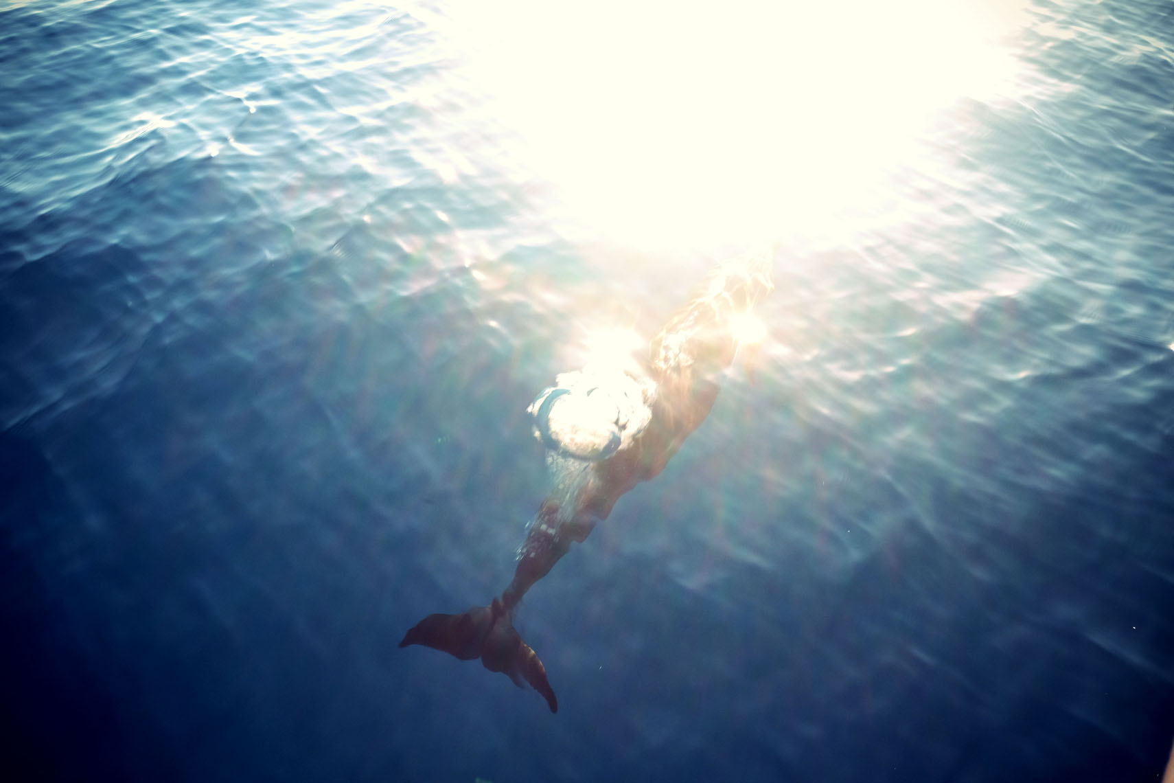 Dolphins