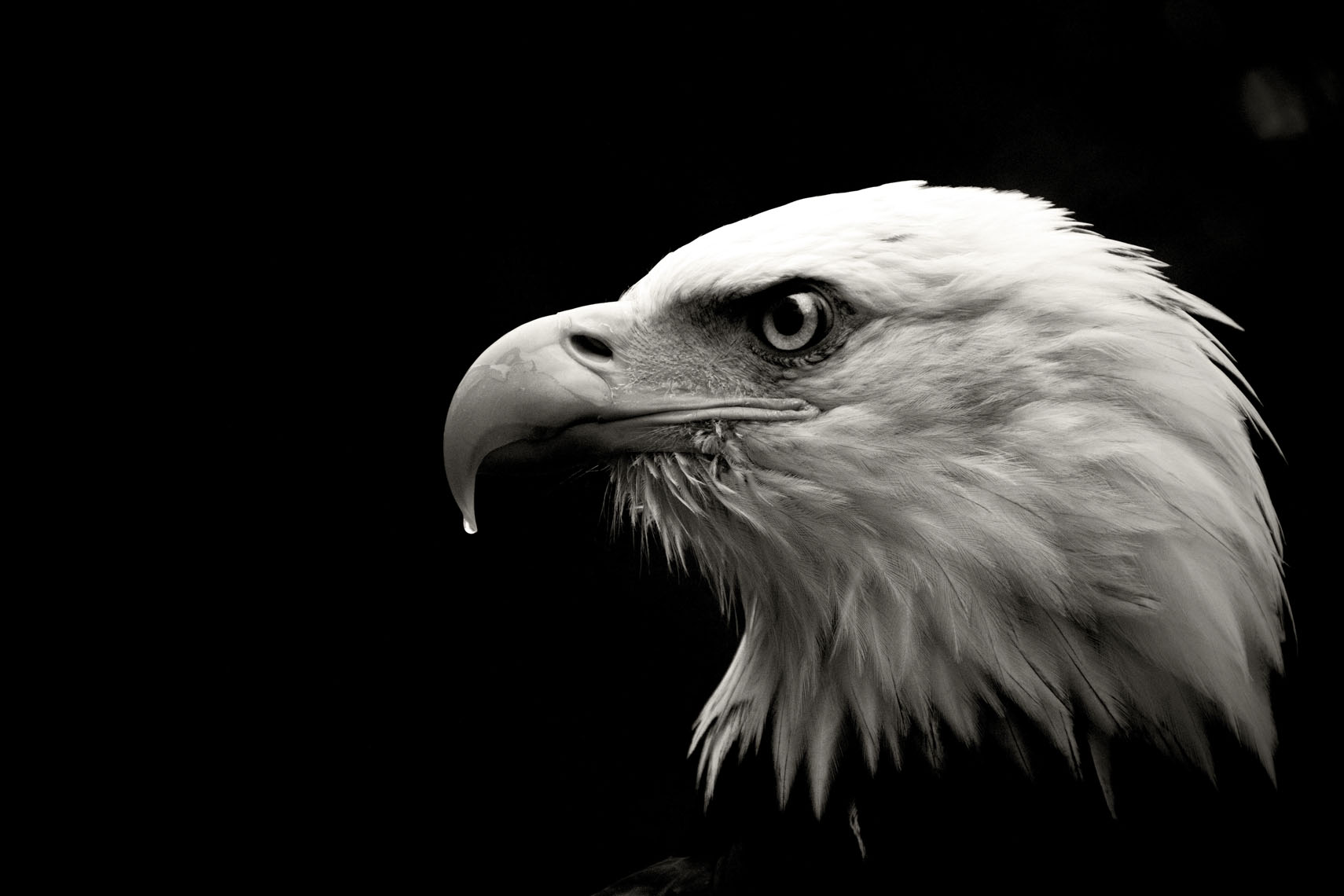 IMG_0666 b&w larger.jpg